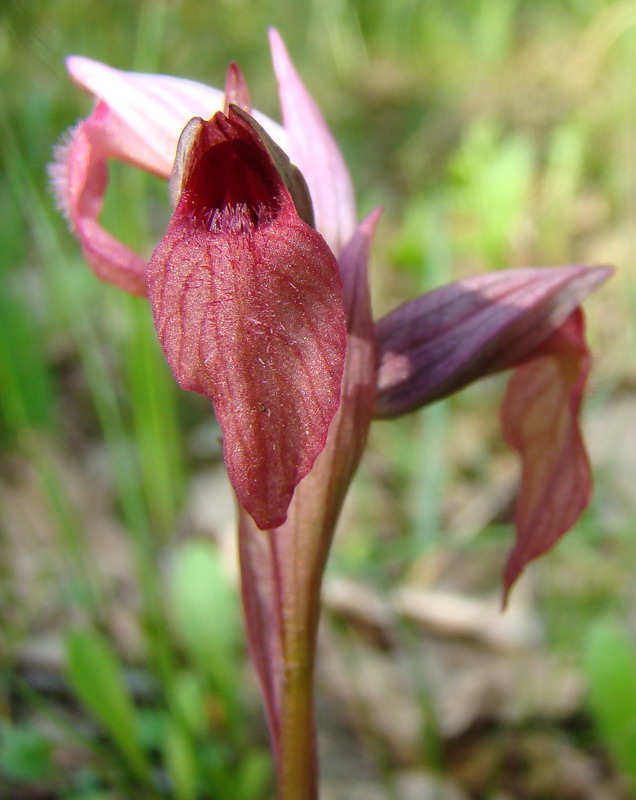 Serapias cordigera L.?